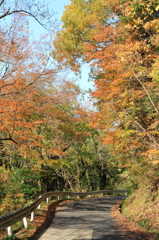 秋の通り道。