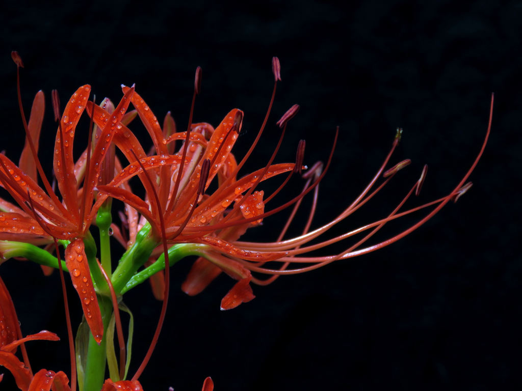曼珠沙華2