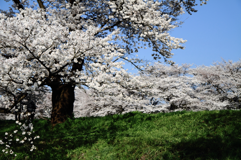 堂々と土手桜。
