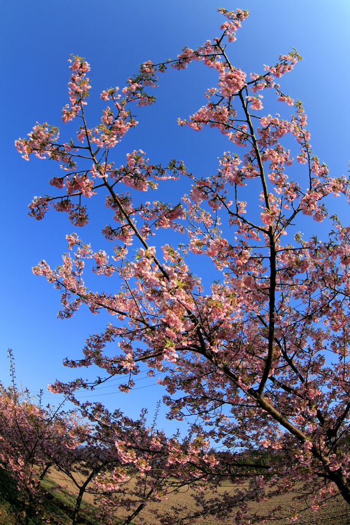 青空に咲いた河津桜(1)