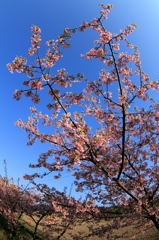 青空に咲いた河津桜(1)
