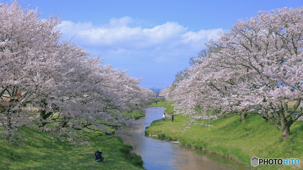 玉湯川 桜風景 2