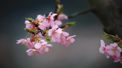 河津桜Ⅱ