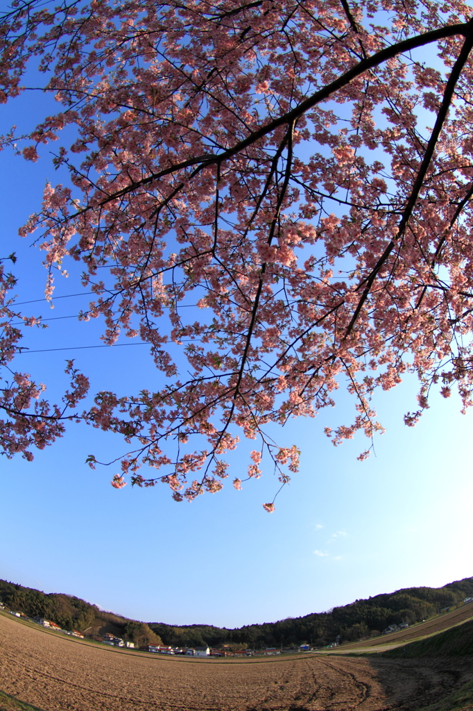 青空に咲いた河津桜(2)
