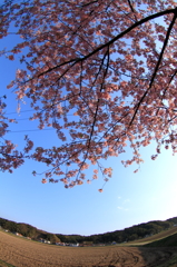 青空に咲いた河津桜(2)