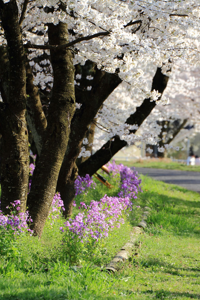 桜に花を添えて。