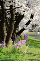 桜に花を添えて。