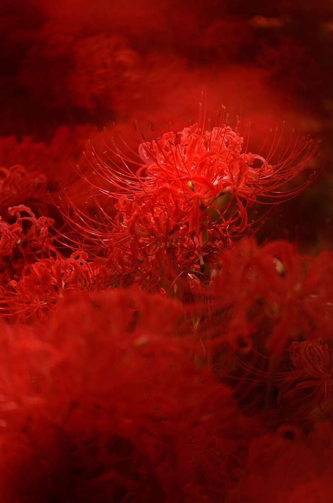 紅華の光