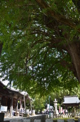 鑁阿寺(ばんなじ)大銀杏