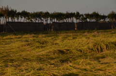 稲穂とはさ木並木