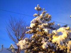 大雪の朝