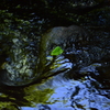水面