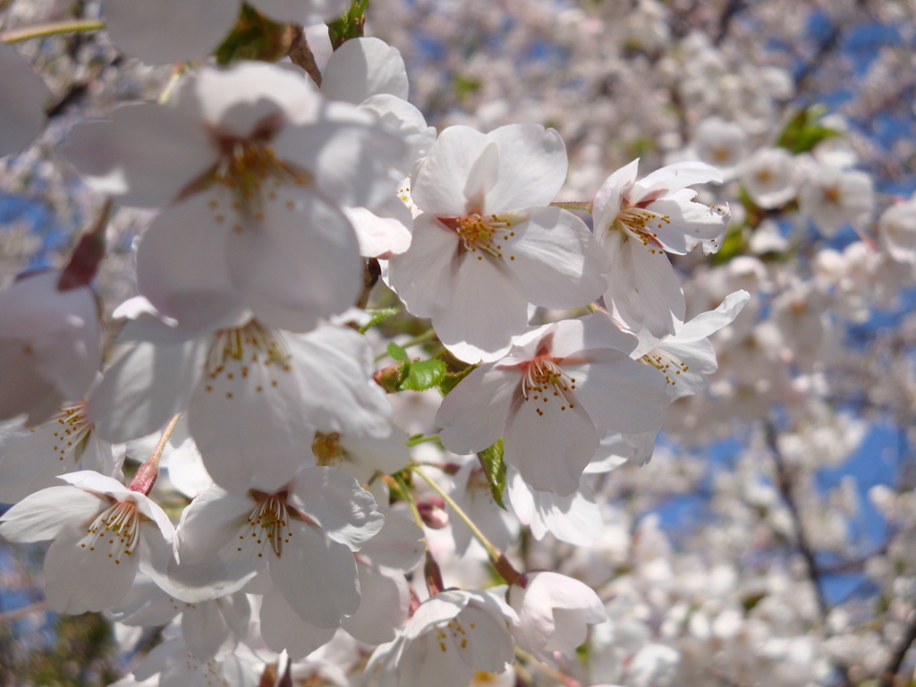 桜みごろ