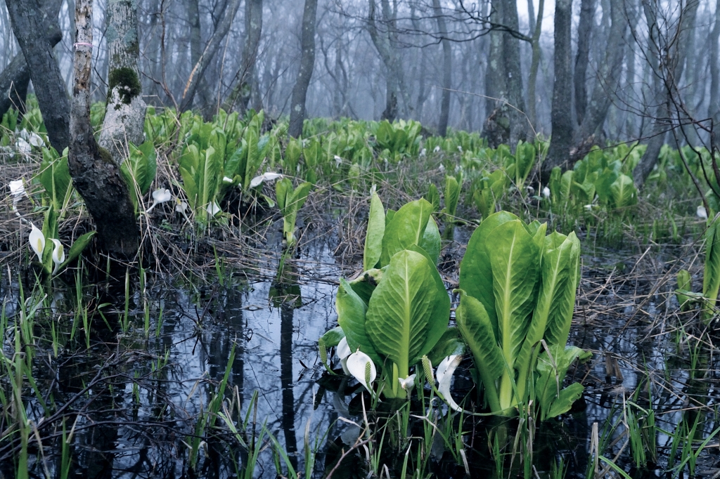 Fog of wetlands