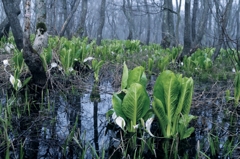 Fog of wetlands