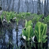 Fog of wetlands