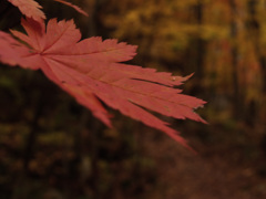 紅葉の小径