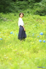 紫陽花