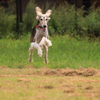 飛行犬