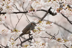 桜とヒヨドリ