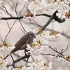 桜とヒヨドリ