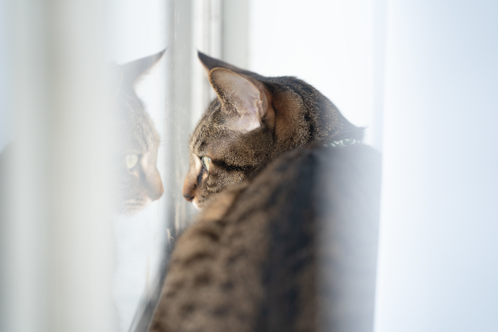 window