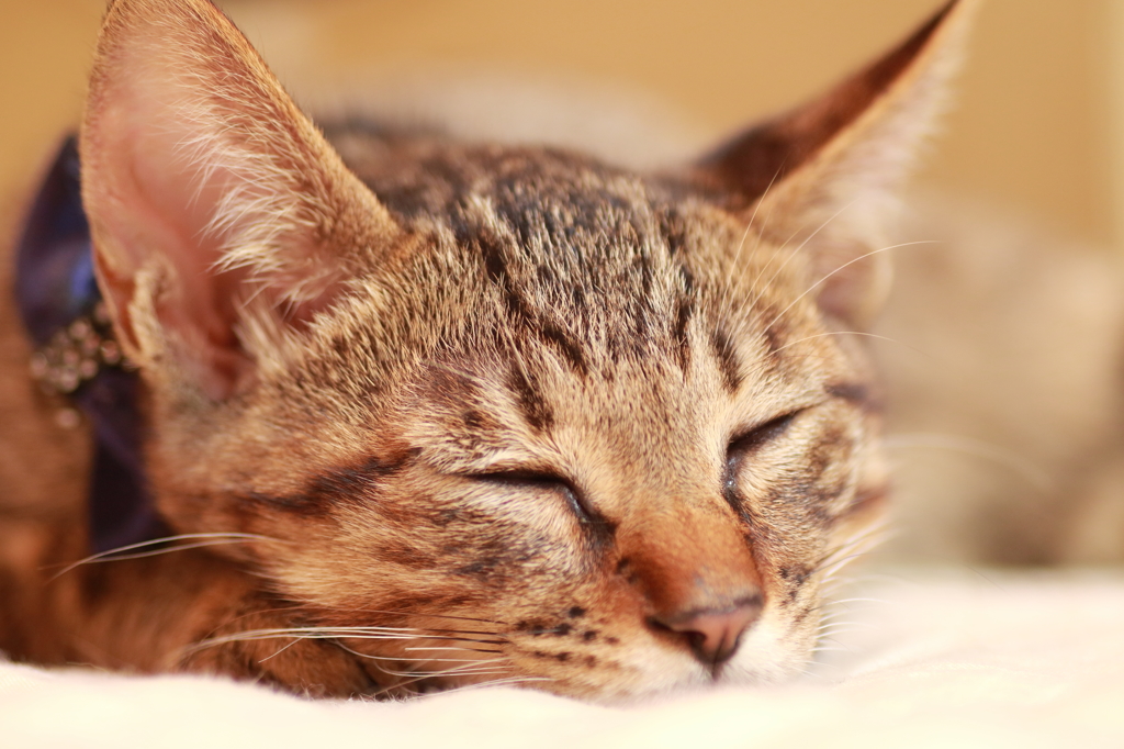 子猫の寝顔