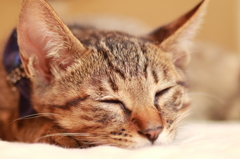 子猫の寝顔