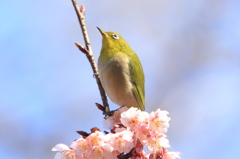 春が来た。