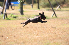 飛行犬