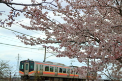 桜とE129系