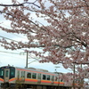 桜とE129系
