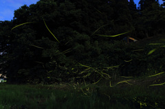 月夜の蛍