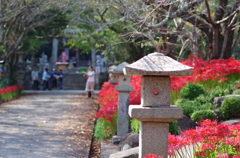 彼岸花＠小鯖八幡宮