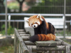 レッサーパンダ