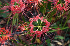 彼岸花＠小鯖八幡宮