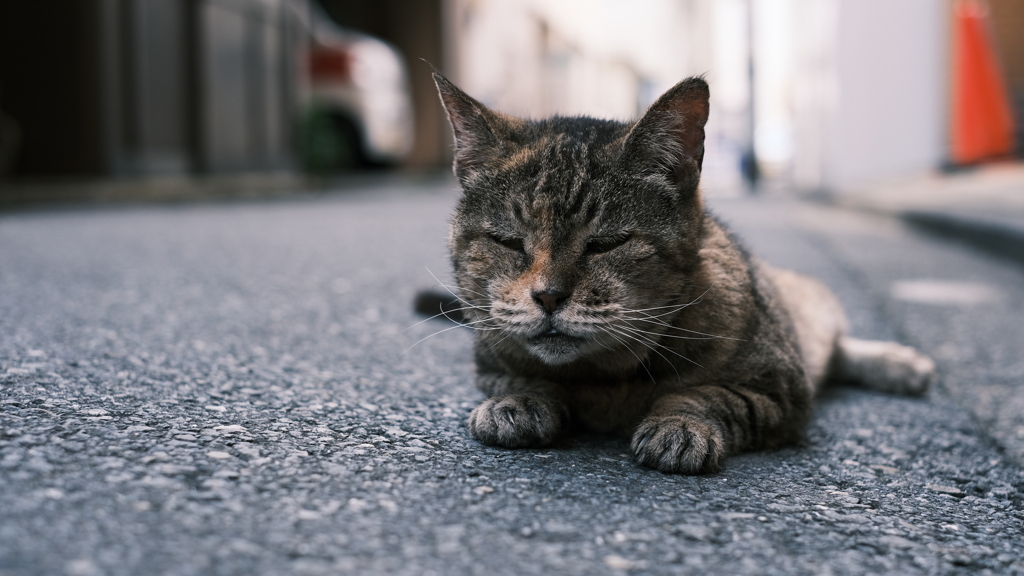 にゃつバテ。