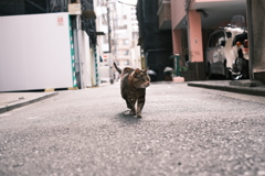 威風堂々