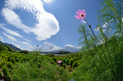 富士山とコスモス