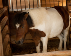 horse