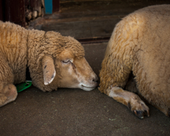 sheep