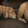 sheep