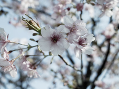 spring02