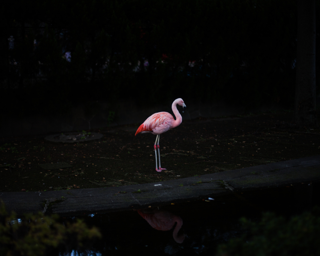 flamingo