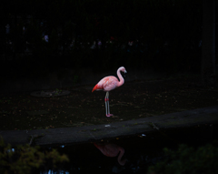 flamingo