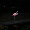 flamingo