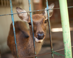 deer