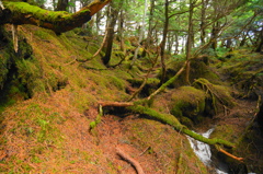 北八ヶ岳