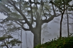 霧中に浮かび上がるブナの大木