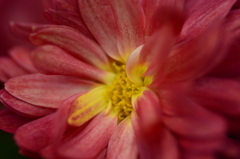 菊
